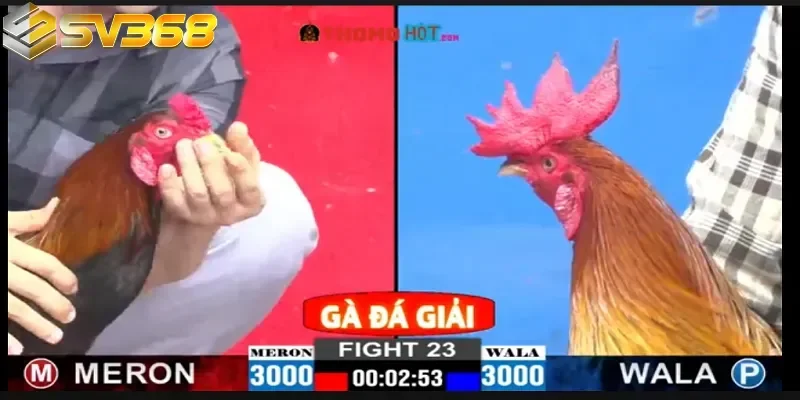 Gà chọi C1 đỉnh cao