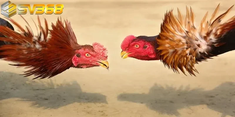 Hướng dẫn chi tiết cách nhận khuyến mãi đá gà tại SV368 trong vài bước đơn giản
