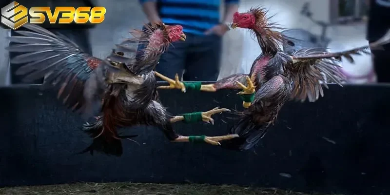 Khuyến mãi đá gà