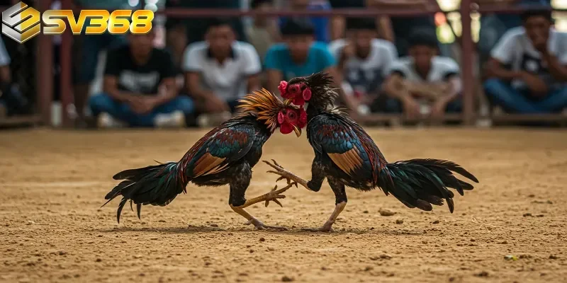 Nhận biết tình trạng gà đá thở nhiều và cách phân biệt triệu chứng bất thường